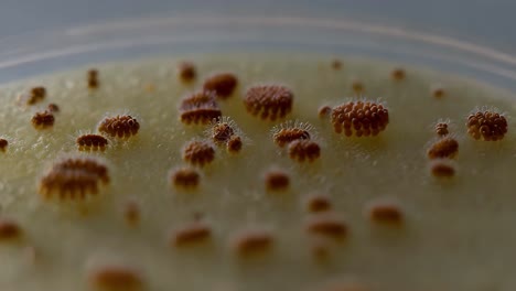 colonias de hongos que crecen en la placa de petri