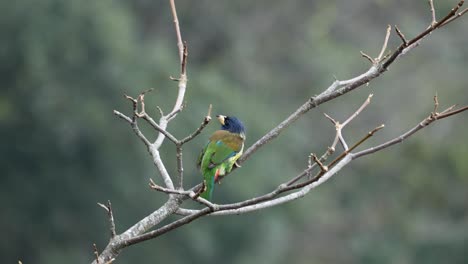 Un-Gran-Barbudo-Posado-En-La-Rama-De-Un-árbol-Antes-De-Volar