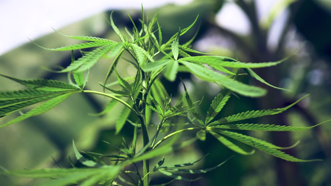 primer plano de una planta de cannabis que va hacia su madurez