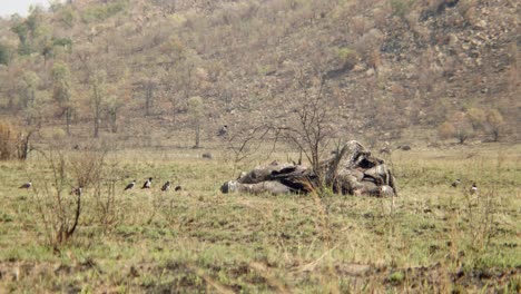 a-long-shot-of-an-elephant-carcass-surrounded-by-crows-and-being-eaten-by-a-heyena