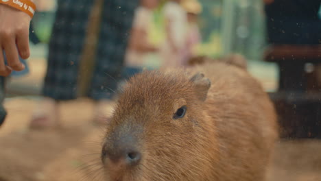 capybara being fed