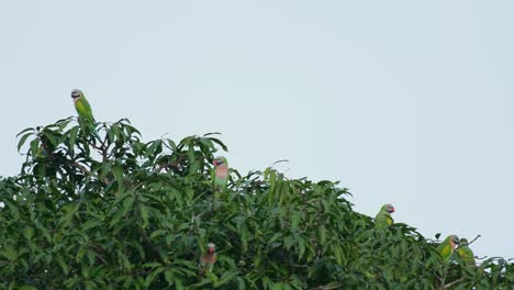 La-Cámara-Se-Aleja-Para-Revelar-Una-Bandada-En-Lo-Alto-De-Un-árbol-De-Mango-Mientras-La-Cámara-Enfoca-A-Un-Individuo-En-El-Lado-Izquierdo,-El-Periquito-De-Pecho-Rojo-Psittacula-Alexandri,-Tailandia