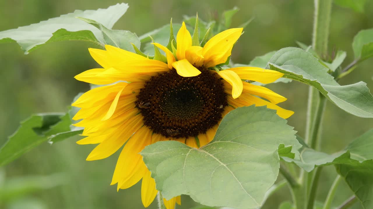 Bees Collecting Pollen from a Sunflower Gently Swaying in the Wind