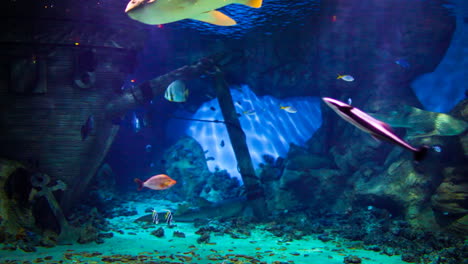 peces en el oceanario