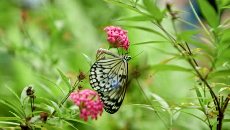 two beautiful yellow and black butterflies drinking nectar from pink flowers