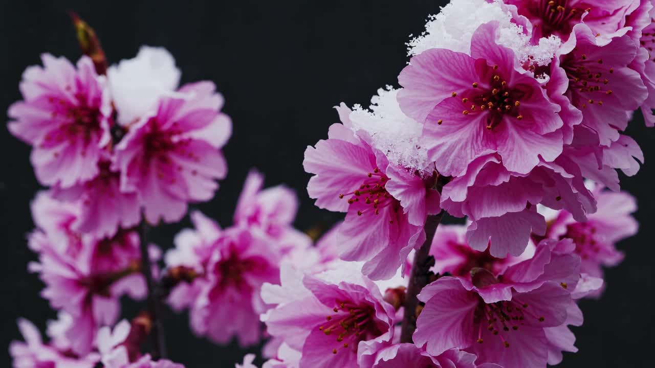 Close-up video of pink cherry blossoms dusted with snow against a dark background