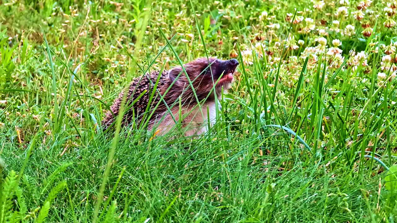 Hedgehog Sniffing around, Sitting Still in Wild Grass Among White Clover in Overgrown Summer Field