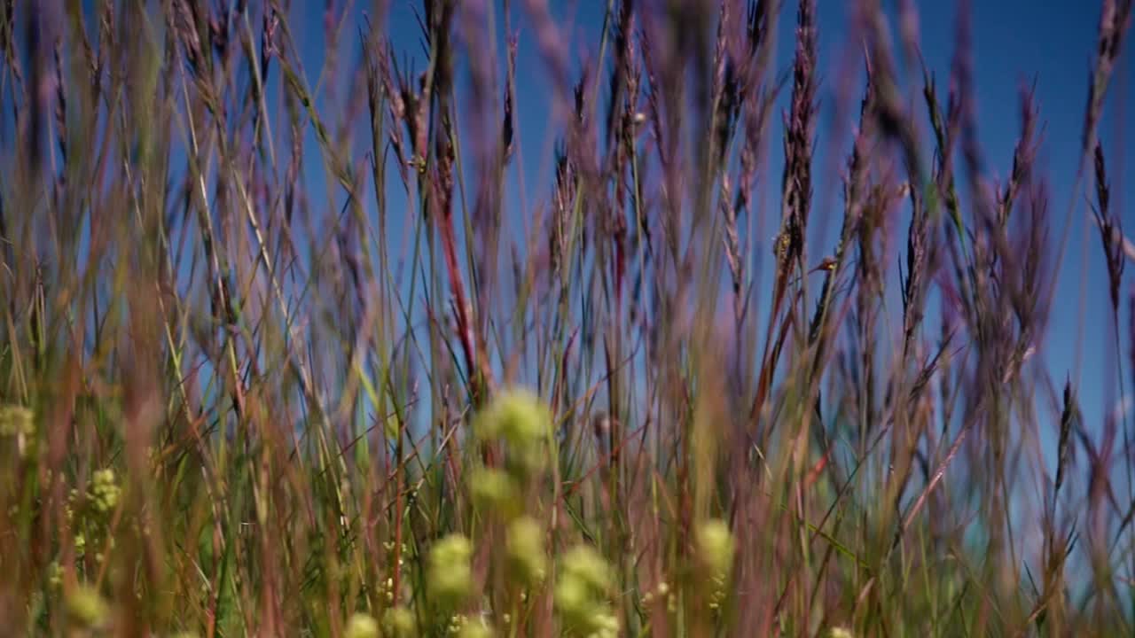 Multiple shots of green grass at sunset