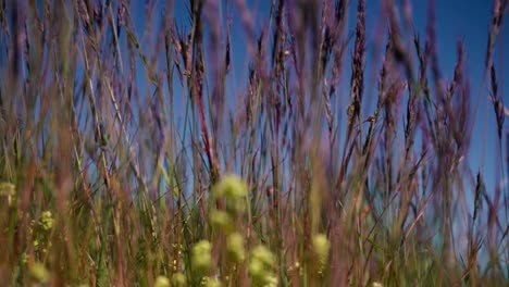 Multiple-shots-of-green-grass-at-sunset