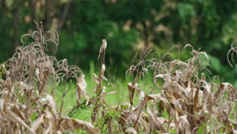 Facing-to-the-right-on-top-of-a-dry-harvested-corn-fighting-the-wind-then-turns-around,-Brown-Shrike-Lanius-cristatus,-Thailand