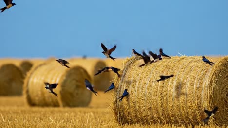 a picturesque scene of swallows in flight above golden hay bales against a clear blue sky captures the essence of rural tranquility and natural beauty