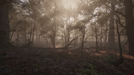 Bosque-De-árboles-Con-Suelo-De-Tierra-Por-La-Mañana