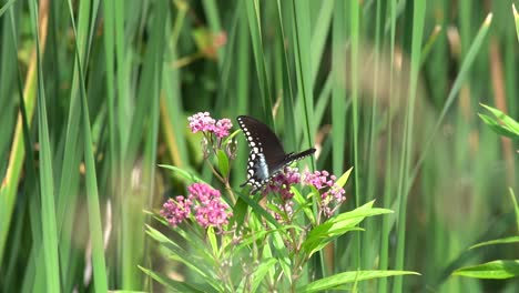 butterfly amongst flowers and grass, mesmerizing nature