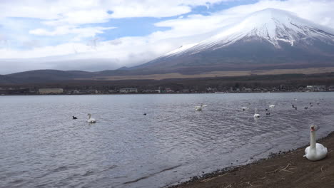 beautiful white swans at yamanaka lake with mt