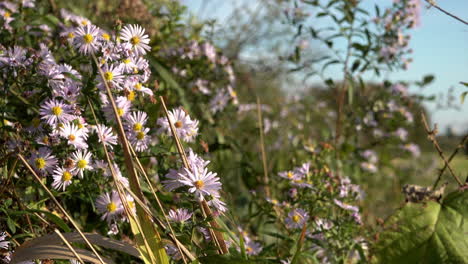 Eine-üppige-Und-Grüne-Hecke-Wird-Von-Lavendelfarbenen-Aster-frikartii-Mönchsblüten-Dominiert,-Die-Im-Wind-Wehen,-Während-Bienen-Zwischen-Blumen-Fliegen-Und-Unter-Einem-Strahlend-Blauen-Himmel-Pollen-Sammeln