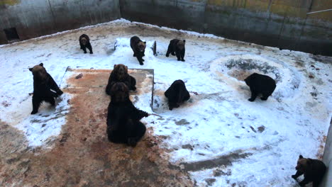 oso kuma en hokkaido, japón