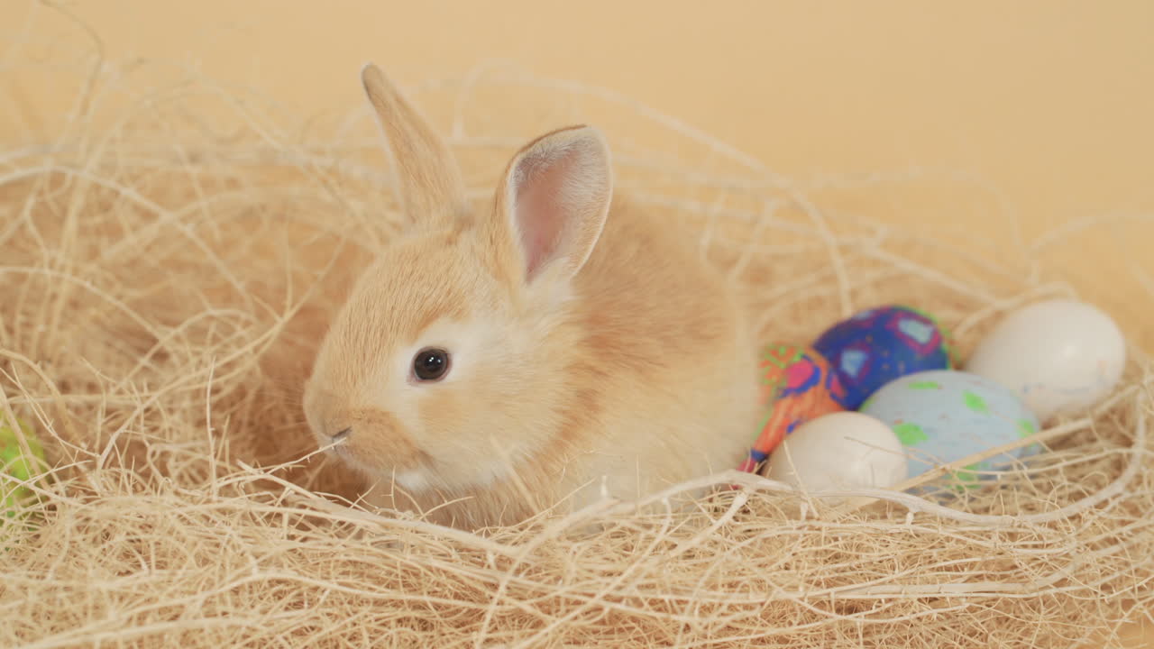 푹신한 아기 토끼는 부활절 달걀과 함께 빨대 묶음에 아늑하게 웅크리고 있습니다 - 정적 샷을 닫습니다