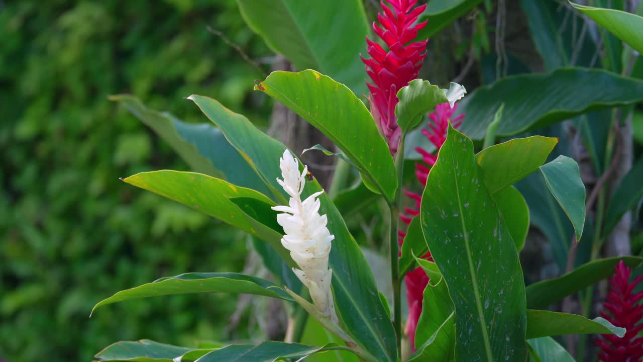 Red and white ginger flowers, porcelain in garden, Mahe, Seychelles