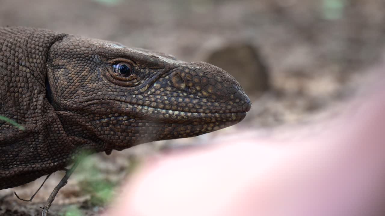Close-up of a monitor lizard's face with textured skin in a natural outdoor setting