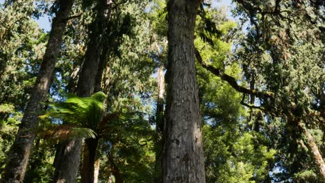 Panning-shot-of-beautiful-mystical-forest-with-green-fern-plants-and-flora-and-fauna-species--Beautiful-sunny-day-in-woodland-of-Whirinaki-Rainforest,NZ