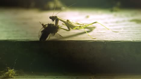 slow-motion-view-of-praying-mantis-eating-fly-just-caught,-on-wood