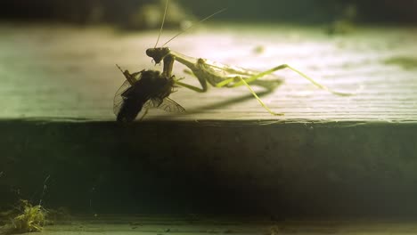 slow motion view of praying mantis eating fly just caught, on wood