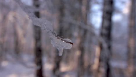 tight-shot-of-ice-snow-covered-limb-moving-in-the-wind