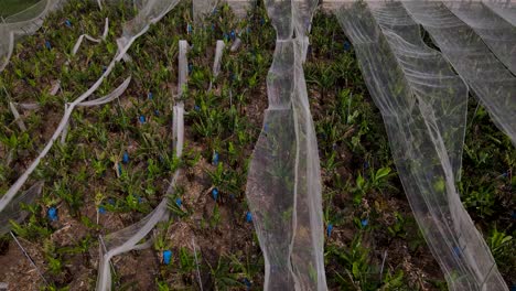 Envolturas-Azules-De-Bulbos-En-Plantas-Debajo-De-Una-Cubierta-Blanca-Translúcida-En-El-Campo-De-Vivero