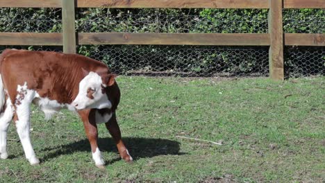 Einsames-Herefordshire-Kalb-Steht-Mit-Registrierungsschild-Auf-Dem-Feld