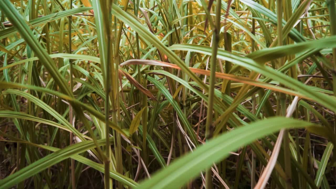 árboles verdes en hawaii sol verde deliciosas plantas tropicales