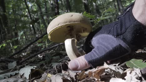 picking mushrooms in the woods