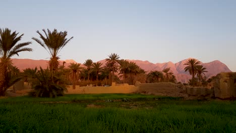 B-roll-rice-fields-and-palm-trees,-mud-house-buildings,-ruins-and-mountain-in-background-in-a-golden-sunset