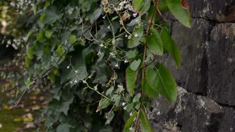 ivy growing on a stone wall in england