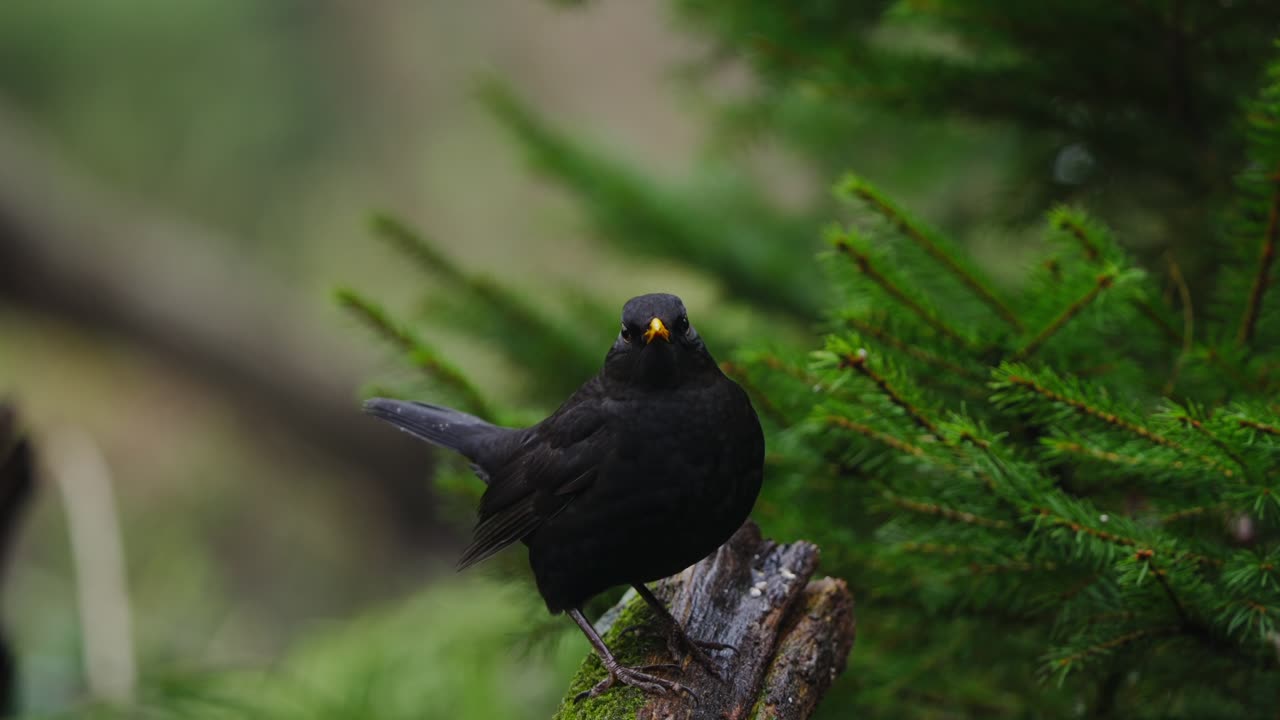 Common blackbird perched on mossy branch, alert posture with tail raised in quiet forest