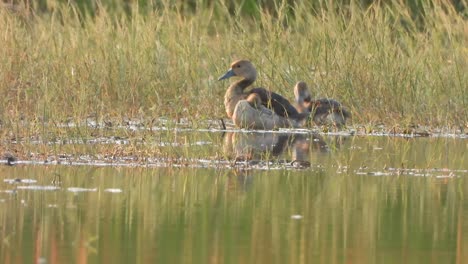 whistling duck - water - pond - relaxing