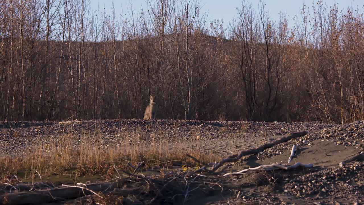 una lince sul letto di un fiume