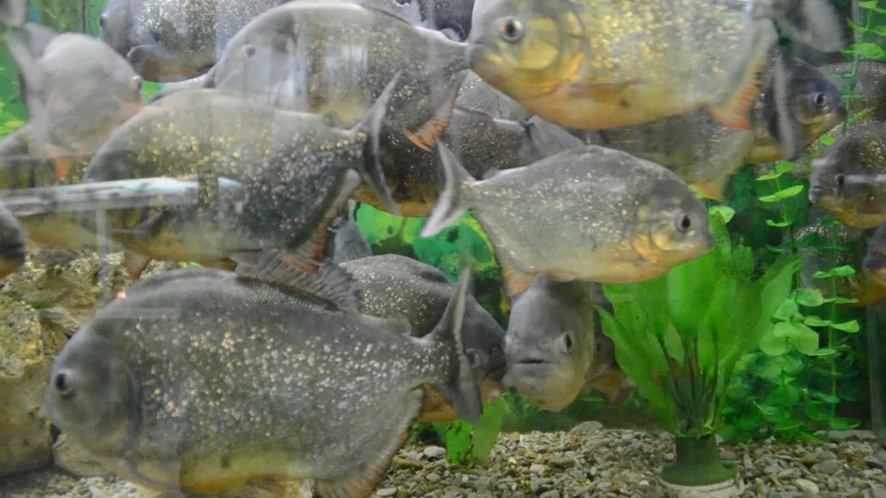 aquarium avec des poissons