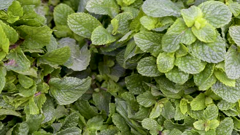 fresh mint on display for sale at free fair