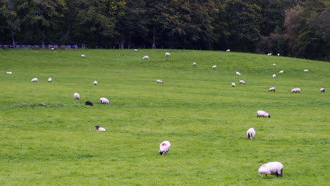 Lapso-De-Tiempo-Del-Paisaje-Agrícola-Rural-Con-Ovejas-En-El-Campo-De-Hierba-Y-Bosque-Mixto-En-Un-Día-Nublado-De-Otoño-En-Irlanda