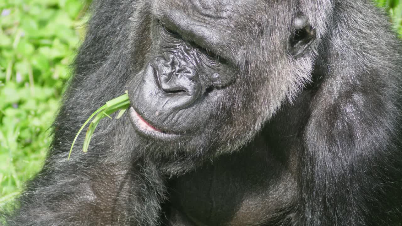 고릴라가 한 줌의 풀을 먹는 것처럼 가까이
