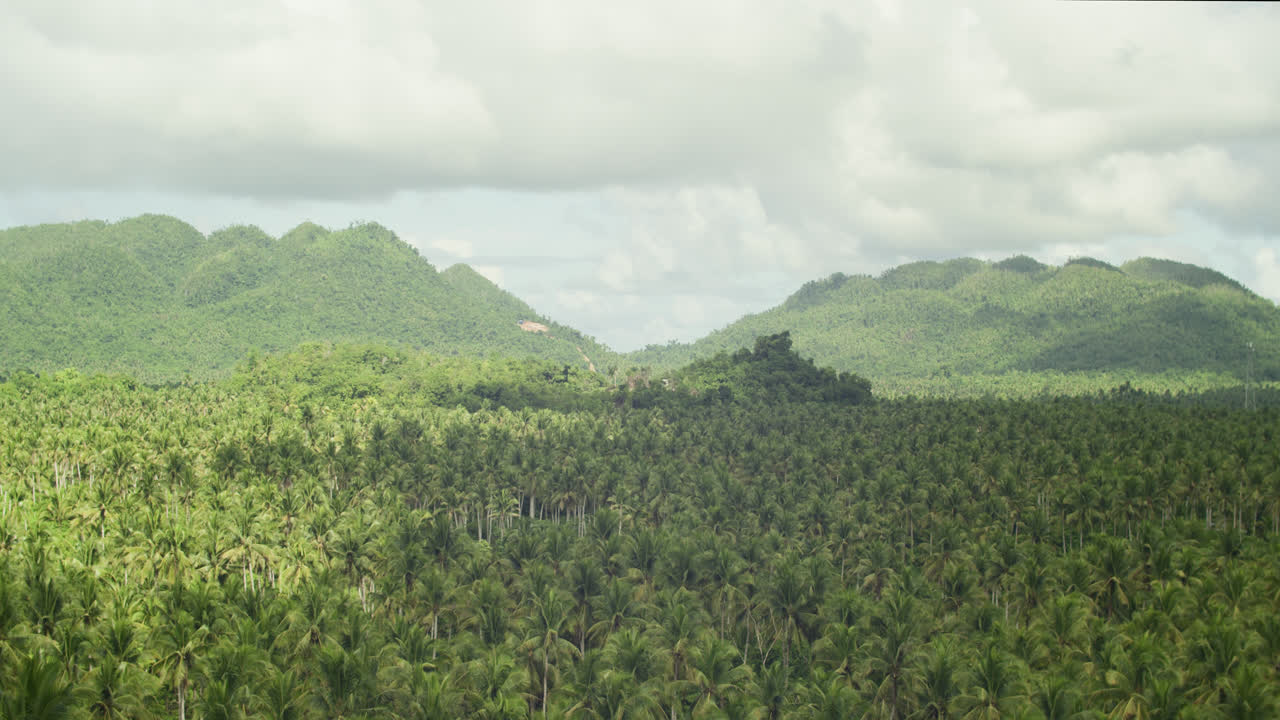 Bright sunny day shines on coconut plantation in Siargao, Philippines.