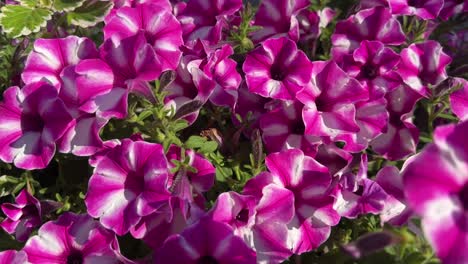 Pink-and-white-petunia-flower
