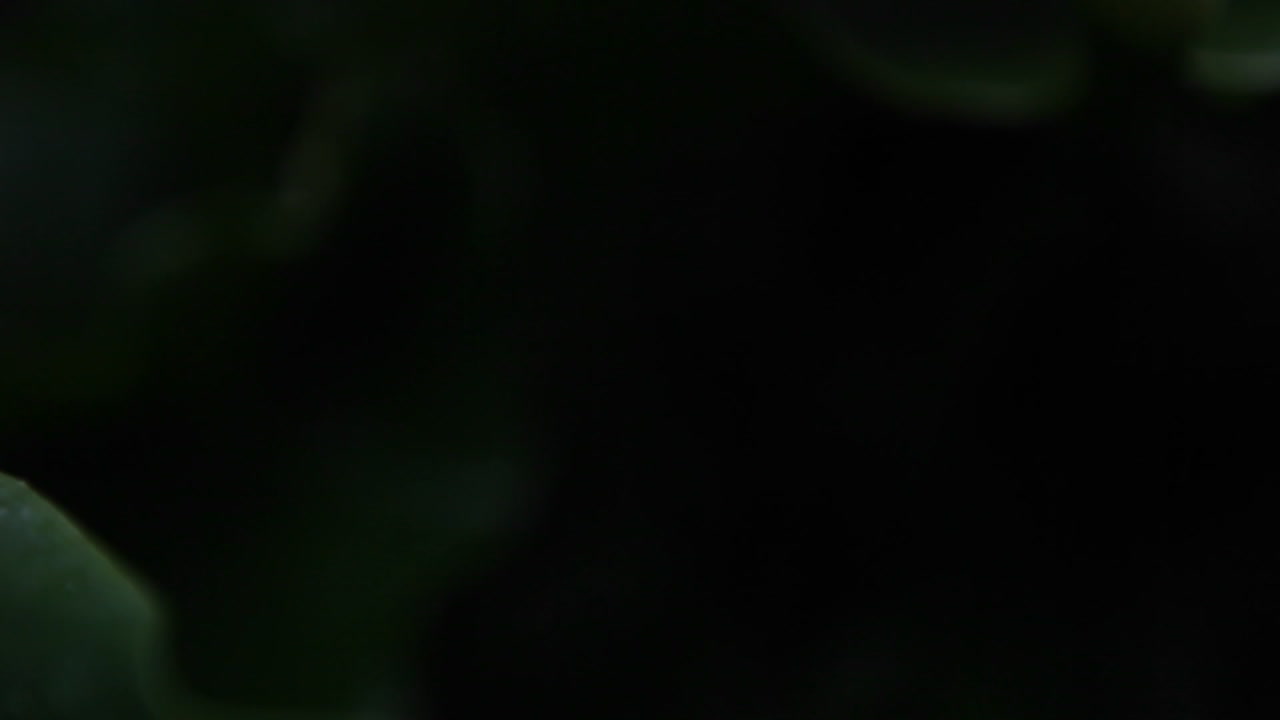 el detalle interior de un lirio de cala aparece a la vista