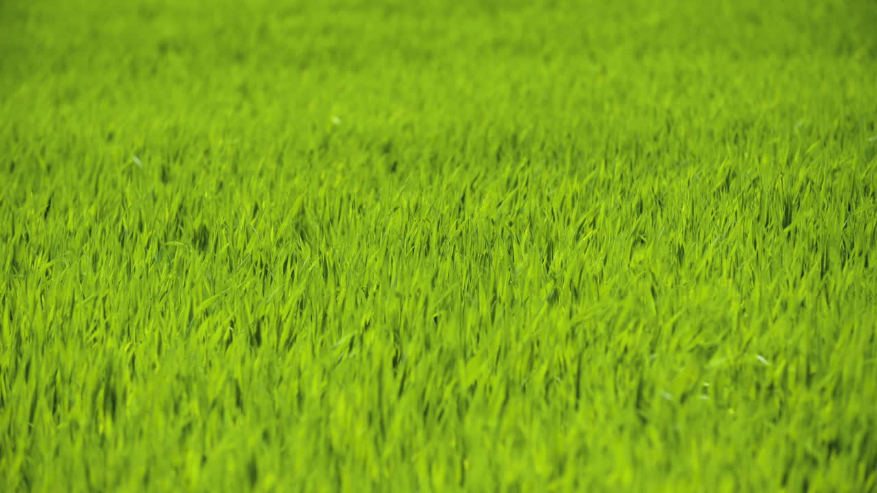 Campo de hierba verde