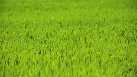 campo de hierba verde