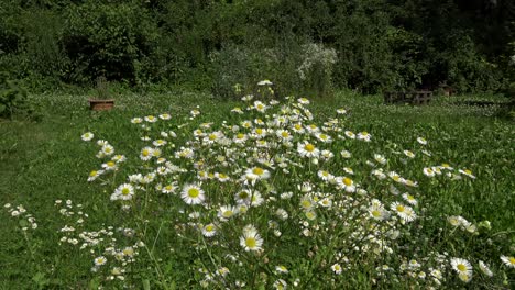 white flowers moving in the wind, with a staffie dog running around in the background
