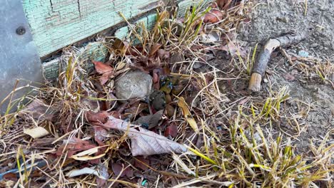 fliegen vergnügen sich auf einem haufen frischen kots