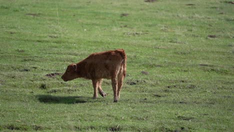 Cow-calf-eating-from-grassland-in-Alberta,-Canada