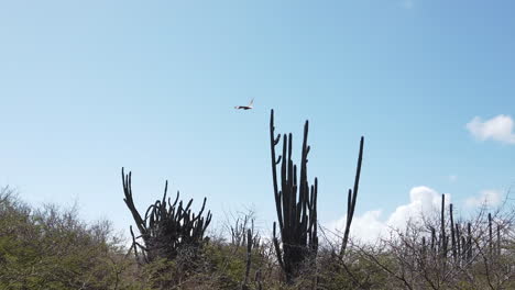 a local curacao bird taking off from a cactus