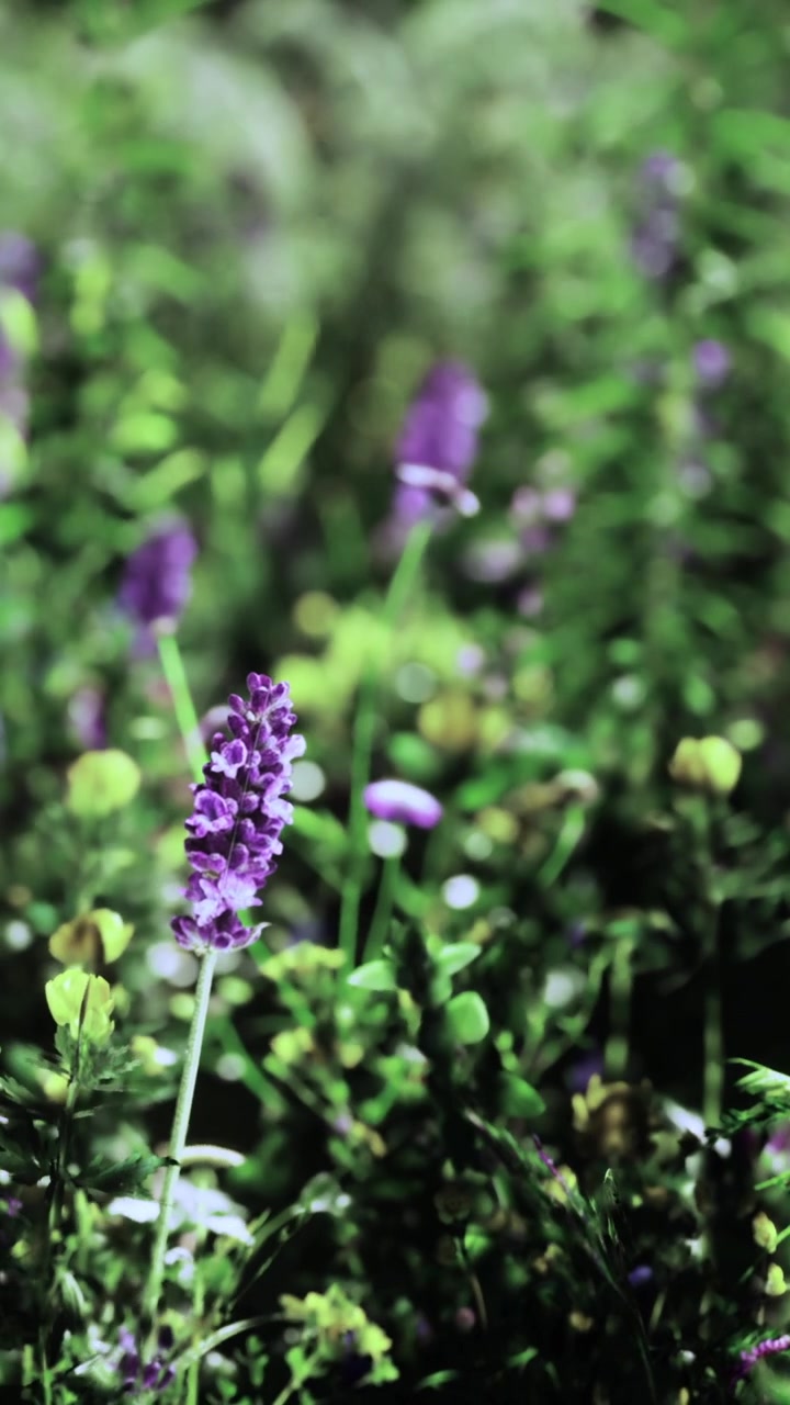 Fiori viola crescono in un campo verde durante il giorno in primavera